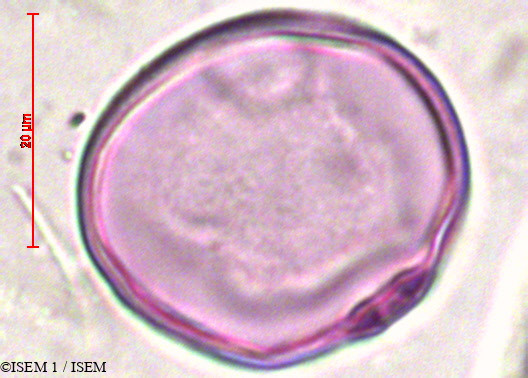 ISEM 1/Stipa_ichu_20910/Stipa_ichu_20910_0001(copy).jpg